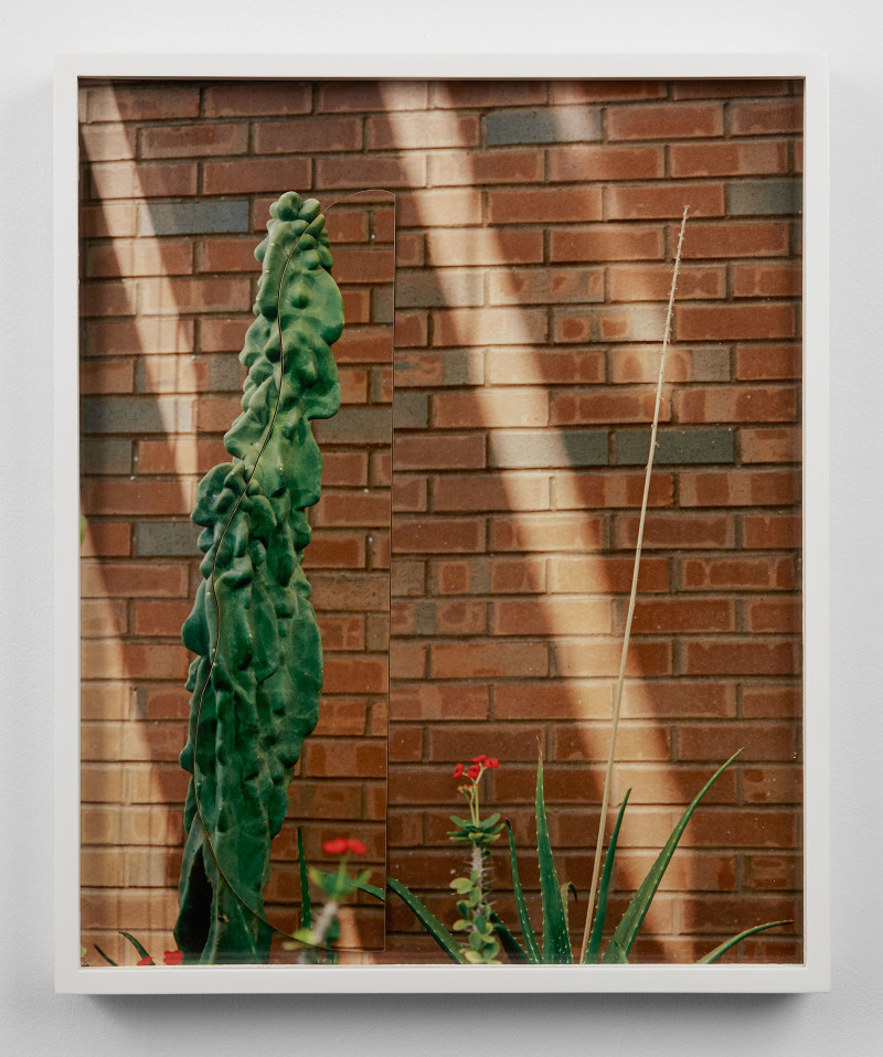 Cactus, Unique Pigment Print, Museum Board, 15.5